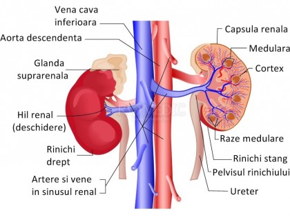 Dializa peritoneala ar putea fi îmbunătățită cu ajutorul rinichiului artificial