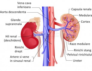 tratamentul articulațiilor renale colagen pentru articulatii fiole