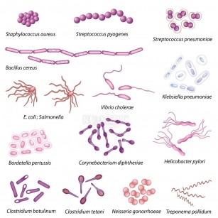 bacterii intestinale pentru pierderea în greutate