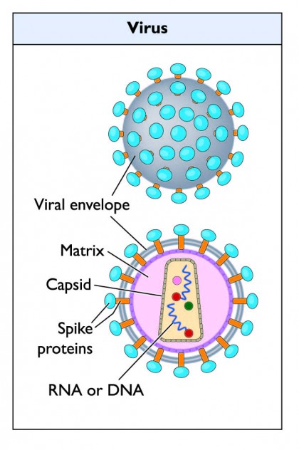 Infecția cu adenovirus (adenovirozele)