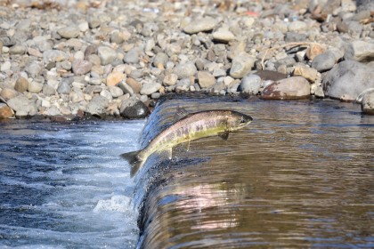 Consumul de somon, limitat pe coasta Pacificului în perioada preistorică, în ciuda dovezilor existente anterior