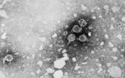 Hepatita B, combătută de o nouă imunoterapie „extrem de eficientă”
