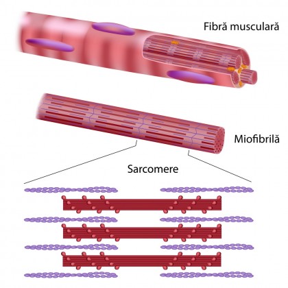 Noi indicii cu privire la mecanismele care stau la baza regenerării musculare