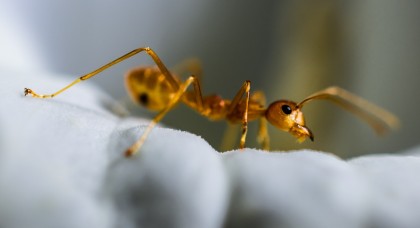Infectarea cu tenie sporește speranța de viață a furnicilor muncitoare