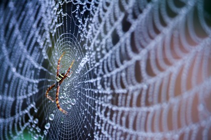 „Proprietățile vindecătoare” ale mătăsii de păianjen nu au o baza științifică, constată un nou studiu