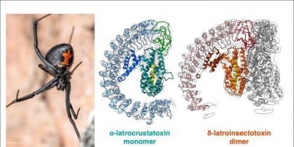 Veninul provenit de la păianjenul văduvă neagră, examinat pentru dezvoltarea unor aplicații medicale