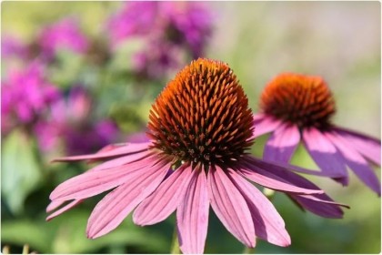 Echinacea reduce durata bolii și dezvoltarea simptomelor la pacienții cu COVID-19