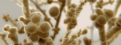 Un studiu ar putea ajuta la protecția oamenilor și a culturilor împotriva infecțiilor fungice