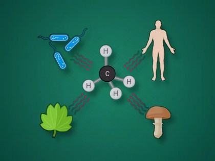 Gazul metan este emis de orice organisme, producția sa fiind determinată de specii reactive de oxigen