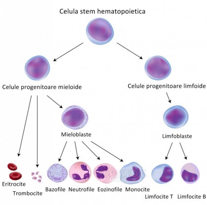 Lista afecţiunilor tratate cu celule stem