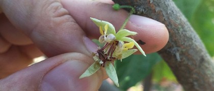 Enigma arborelui de cacao