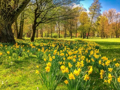 Cum pot influența parcurile fericirea oamenilor și care parc din SUA are cele mai semnificative efecte asupra stării psihice a individului?