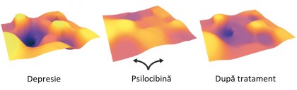 Psilocibina reconfigurează creierul persoanelor cu depresie