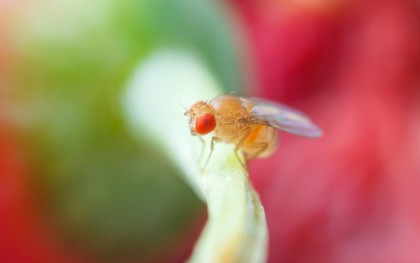 Codul nostru genetic ne pot afecta toleranța la nutrienți