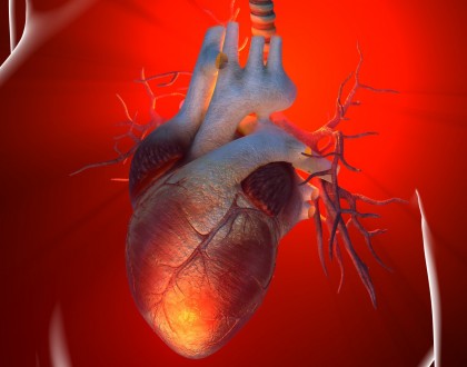 Virusul gripal poate infecta celulele inimii