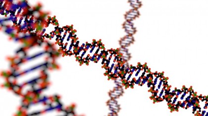 Tehnologia de editare a genelor CRISPR-Cas9 poate schimba comportamentul animalelor