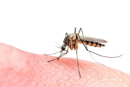 Co-imunitatea virusurilor Zika și Dengue: mutații ale virusului Zika apărute în circumstanțe naturale fac ca virusul să evite sistemul imunitar