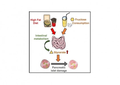 O nouă legătură între dietele bogate în grăsimi și zaharuri și diabetul zaharat de tip 2