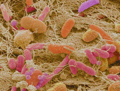 Microbiota intestinală acționează la nivelul creierului pentru a controla apetitul