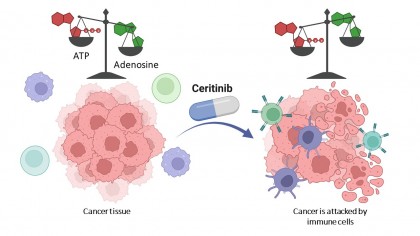 Medicamentul care combate mecanismele de luptă ale celulelor canceroase