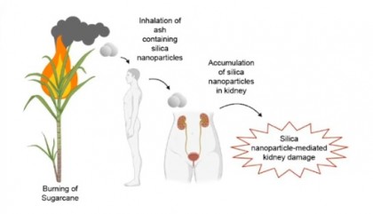 Inhalarea nanoparticulelor de silice poate afecta rinichii