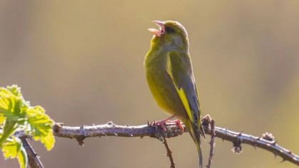 Ascultarea sunetelor produse de păsări poate contribui la îmbunătățirea bunăstării mentale