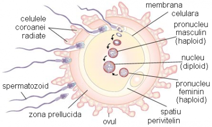 Cum are loc conceptia si dezvoltarea sarcinii