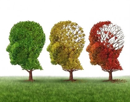 Polifenolii (compuși naturali prezenți în plante) au un rol esențial asupra îmbătrânirii creierului