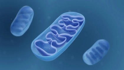 Dieta mediteraneană și modularea funcției mitocondriale