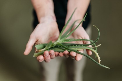 Planta care nu trebuie să lipsească din orice casă