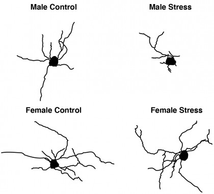 Celulele din creierul femelelor șoarece și masculilor șoarece răspund diferit la stres: implicații pentru cercetările științifice