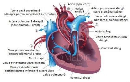 Regurgitarea pulmonara