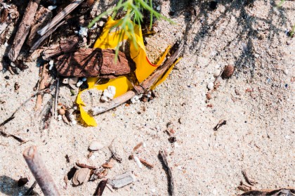 Microplasticele ca purtători de patogeni în apă - riscuri pentru sănătatea publică și mediu