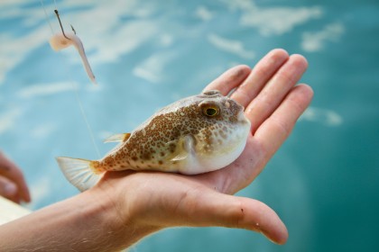 Fugu – o delicatesa japoneza potential fatala