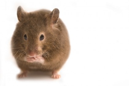 Geraniolul atenuează declinul cognitiv la șoarecii cu îmbătrânire indusă
