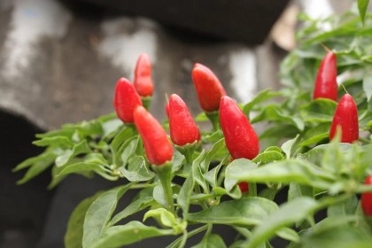 Piquin chili, un ardei exotic cu potențial valoros pentru sănătate, în condiții optime de cultivare