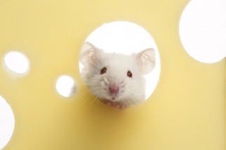 Compus psihedelic poate ameliora stresul social la șoareci