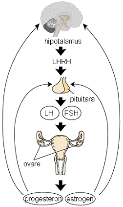 Cauze hormonale de infertilitate la femei