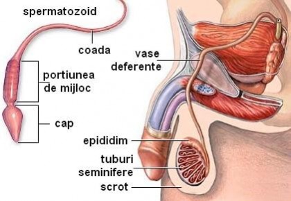 Cauze spermatice de infertilitate la barbati