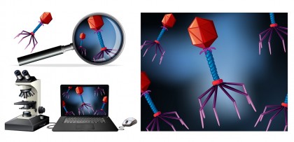 Un vaccin pe bază de bacteriofag combinat cu terapia genică IL-12 elimină melanomul agresiv