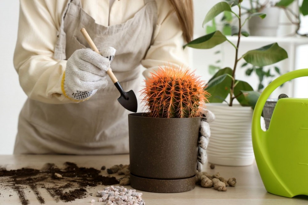 Cum să îngrijești corect un cactus? 10 sfaturi și recomandări utile