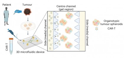 Noi direcții în optimizarea celulelor CAR-T împotriva tumorilor solide