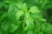 Stevia (îndulcitor natural)