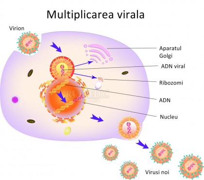 Virusuri :: Invazia si replicarea virala