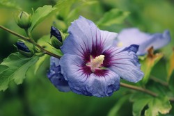 Antioxidanţii din hibiscus pot contribui la combaterea obezităţii (studiu)