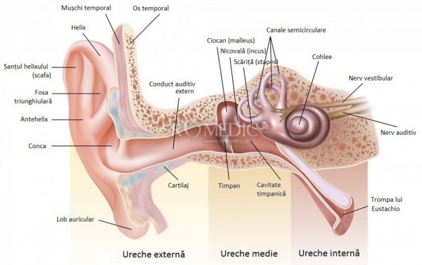 Inflamatie cartilaj ureche. Condrodermatita nodulara cronica a urechii