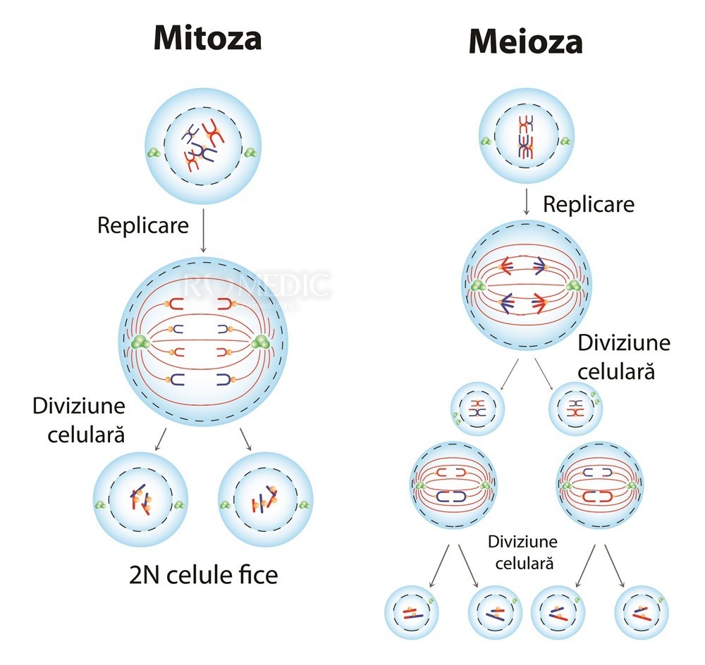 Przed Mitoza W Okresie G2 Diviziunea celulara - mitoza si meioza | Anatomie si fiziologie