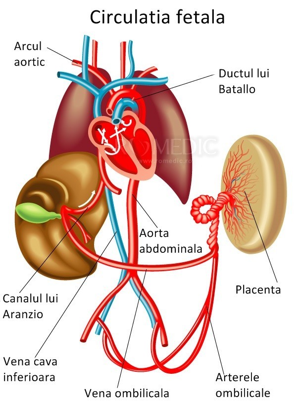 boala articulației coafor factor reumatoide hla b27