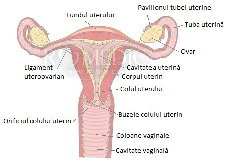 structura penisului feminin)