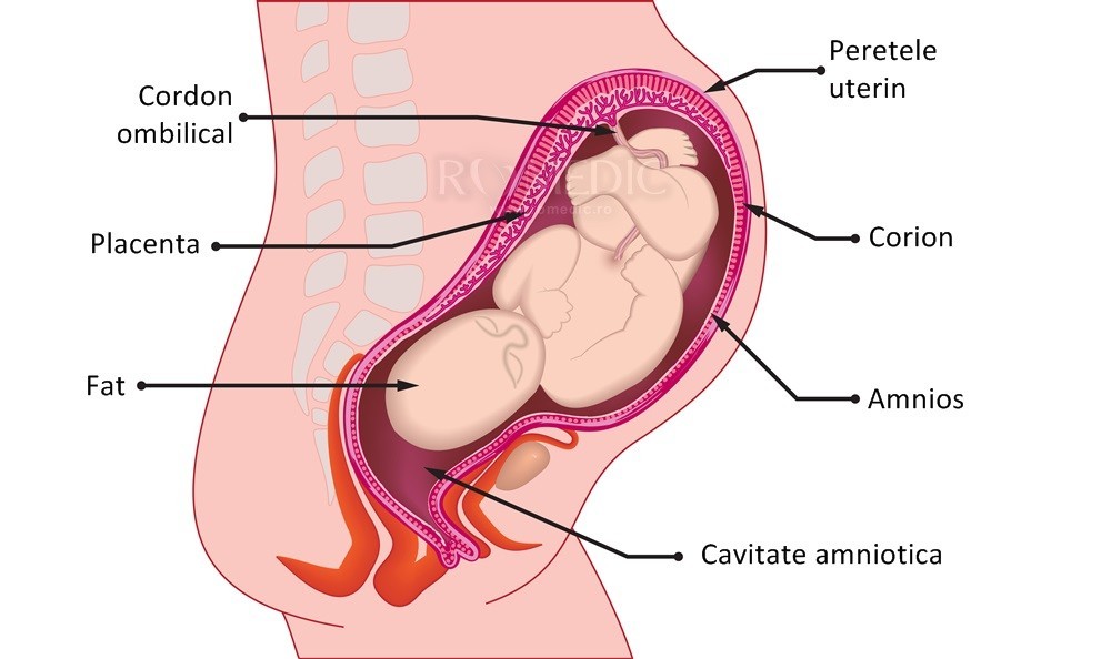 Uterul Anatomie Si Fiziologie